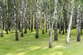 Birch forest. Birch Grove. White birch trunks