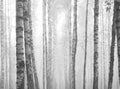 Birch forest, black-white photo Royalty Free Stock Photo