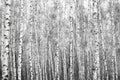 Birch forest, black-white photo Royalty Free Stock Photo