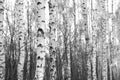 Birch forest, black-white photo Royalty Free Stock Photo