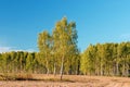 Birch with forest on blue sky Royalty Free Stock Photo