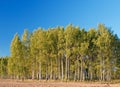 Birch with forest & blue sky at background Royalty Free Stock Photo