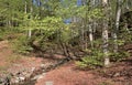 Birch forest in the Casentino Park Mountains Italy