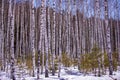 Birch forest in a central part of Russia.Birches standing in a snow