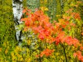 Birch forest in Central Russia in the fall.