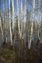 Birch Forest