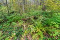 Birch forest covered with ferns (Polystichum braunii) Royalty Free Stock Photo