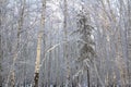 Birch forest with covered snow branches Royalty Free Stock Photo