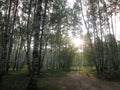 Birch forest at dawn, road Royalty Free Stock Photo