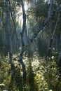 Birch forest early in the morning. Royalty Free Stock Photo