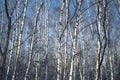 Birch forest in early spring Royalty Free Stock Photo