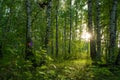 Birch forest in early summer with an abundance of greenery and flowering plants Royalty Free Stock Photo