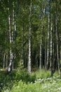 Birch forest in the early summer. Royalty Free Stock Photo