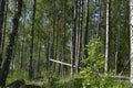 Birch forest in the early summer. Royalty Free Stock Photo