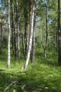 Birch forest in the early summer. Royalty Free Stock Photo