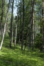 Birch forest in the early summer. Royalty Free Stock Photo