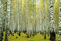 Birch forest, Ekaterinburg, Russia Royalty Free Stock Photo
