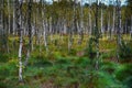 Birch forest in Europe.