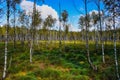 Birch forest in Europe.