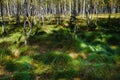 Birch forest in Europe.