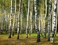 Birch forest in the evening sunshine Royalty Free Stock Photo