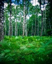 Birch forest and fern Royalty Free Stock Photo