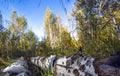 Birch forest. firewood. summer.