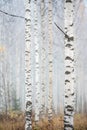 Birch forest in fog. Autumn landscape. Royalty Free Stock Photo