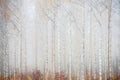 Birch forest in fog. Autumn landscape. Royalty Free Stock Photo