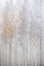Birch forest in fog. Autumn landscape. Royalty Free Stock Photo