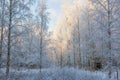 Birch forest with frost in the trees Royalty Free Stock Photo