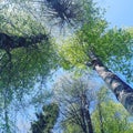 Birch forest, natural background