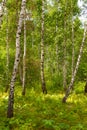 Birch forest, grove, white trunks.