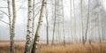 Birch forest in the haze Royalty Free Stock Photo