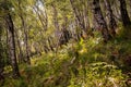 Alpine birch wood with fern undergrowth on a sunny day