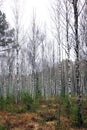 Birch forest in late autumn on a foggy morning Royalty Free Stock Photo