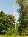 Birch in the forest without leaves. Lonely tree.