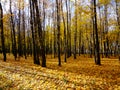 Birch forest in the middle of autumn on a clear sunny day. Royalty Free Stock Photo