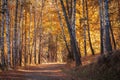 Birch forest Royalty Free Stock Photo