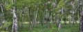 Birch forest panorama in summer. Green foliage and grass, nature background Royalty Free Stock Photo