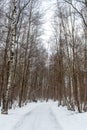 Birch forest Royalty Free Stock Photo