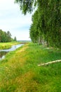 Birch forest with river. Birch Grove. White birch trunks with beaver bites