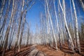 Birch forest