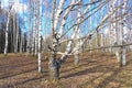 Birch forest in spring on a clear sunny day.