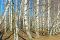 Birch forest in spring on a clear sunny day.