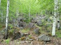 Birch forest. Stone blockages of the taiga. Impenetrable forest. Siberian patterns of nature, Irkutsk. Siberia