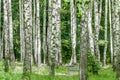 Birch forest in summer Royalty Free Stock Photo