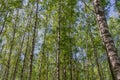 Birch forest in the summer in the evening, white tree trunks in the green foliage and the glare of the sun Royalty Free Stock Photo
