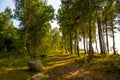 Birch forest summer landscape. Rural road. Sunlight. Royalty Free Stock Photo