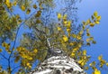 Birch forest summer landscape. view from the bottom upwards . Royalty Free Stock Photo